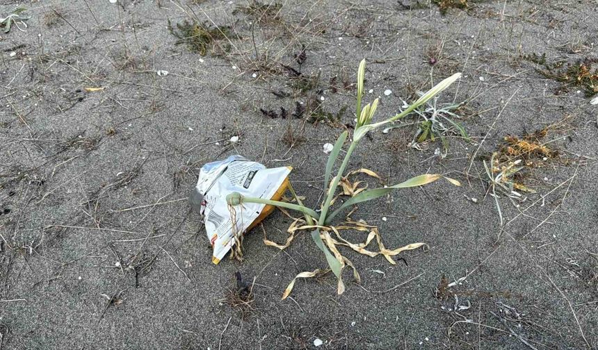 Cezası dudak uçuklatan kum zambakları, çöpler arasında güzelliğini yitirdi