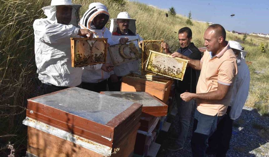 Üniversitenin arı işletmesinde bal hasadı başladı