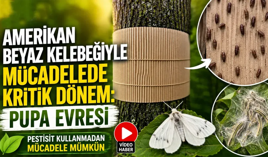 Amerikan Beyaz Kelebeğiyle Mücadelede Pupa Dönemi Uyarısı: Ağaçlara Oluklu Mukavva Sarın