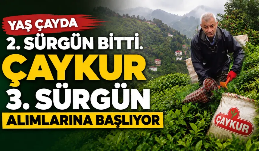 ÇAYKUR’da 3. Sürgün Alımları 1 Eylül’de