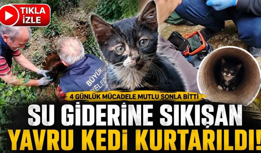 Rize'de Mahallelinin 4 Günlük Kedi Nöbeti Mutlu Sonla Bitti