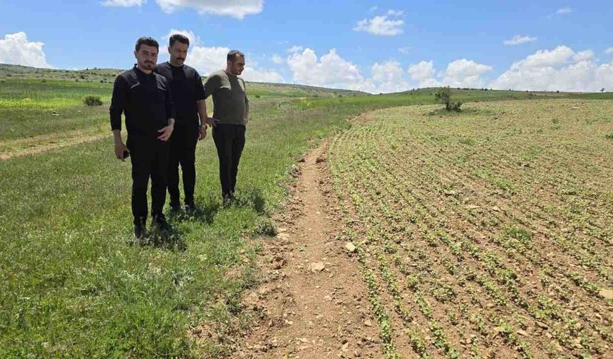 Gümüşhane’de Karabuğday İçin Yeni Kalkınma Hamlesi