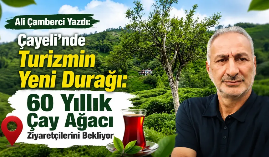 Çayeli'nde Turizmin Yeni Durağı: 60 Yıllık Çay Ağacı Ziyaretçilerini Bekliyor