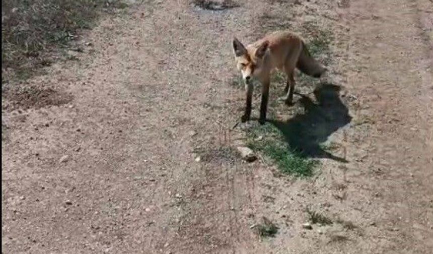 Bayburtlu vatandaşın 'Mazlum' adını verdiği tilki peşinden ayrılmıyor