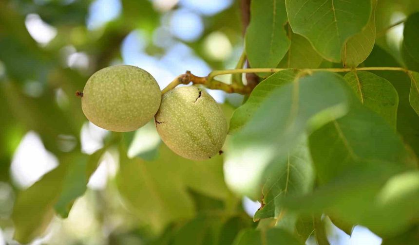 Kahramanmaraş'ta ceviz hasadı