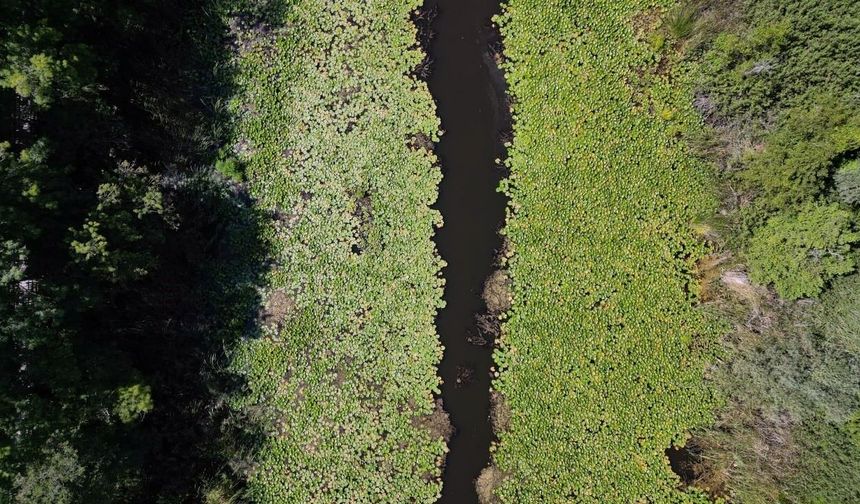 Şehrin gürültüsünden kaçan Acarlar Longozu'na koşuyor