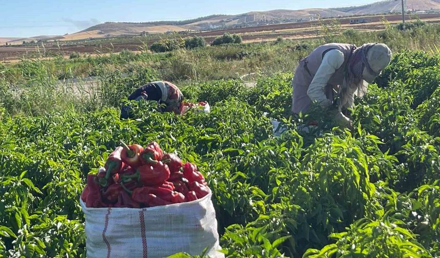 Tarlalardan sofralara acı yolculuk başladı