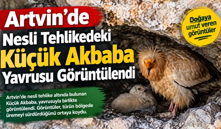 Nesli tehlike altındaki Küçük Akbaba yavrusuyla görüntülendi