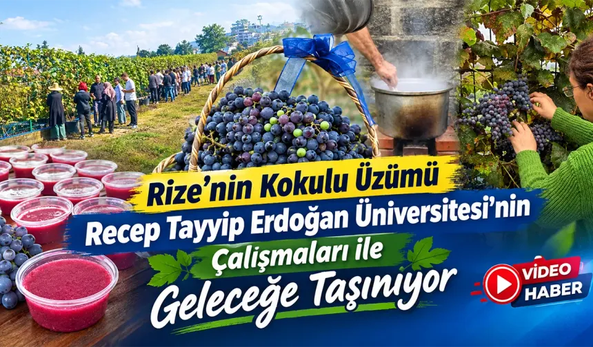 RTEÜ Ziraat Fakültesi'nde kokulu üzümün hasadı gerçekleştirildi.