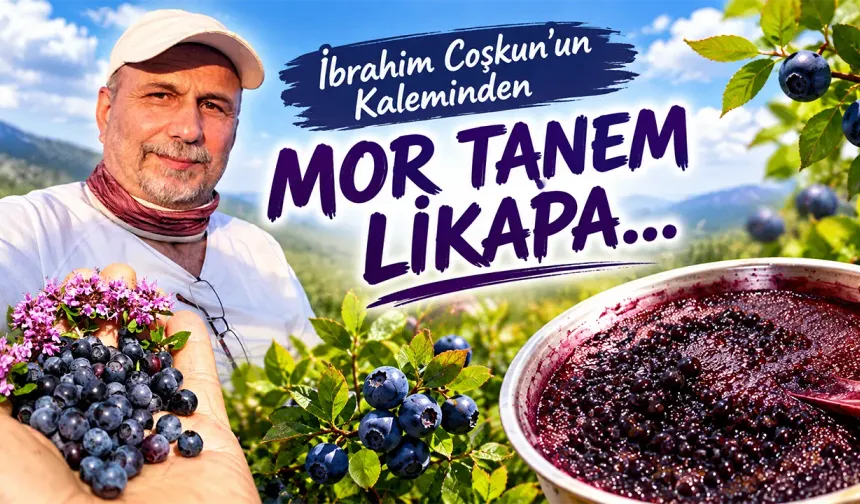 MOR TANEM LİKAPA...