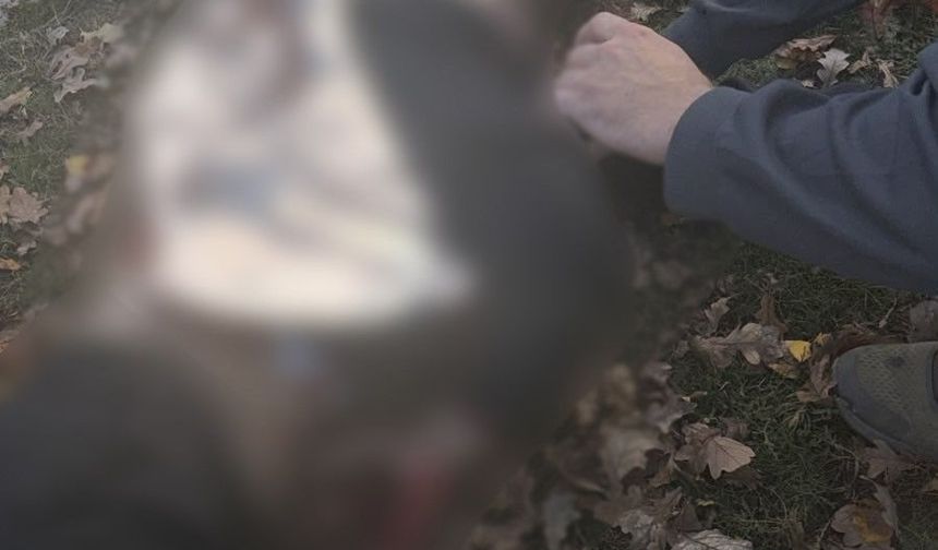 Rusya Ukrayna'da parkı vurdu: 3'ü çocuk 6 ölü