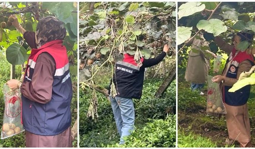 Rize'nin kivi bahçelerinde pestisit kontrolü