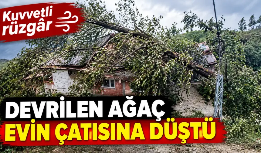 Kuvvetli rüzgâr nedeniyle devrilen ağaç evin çatısına düştü