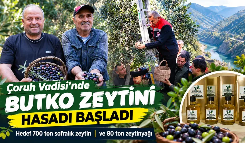 Artvin'in Butko zeytini hasadı başladı
