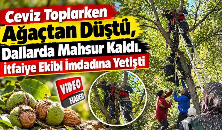 Ceviz toplarken ağaçtan düşüp dallarda mahsur kaldı, itfaiye ekipleri kurtardı