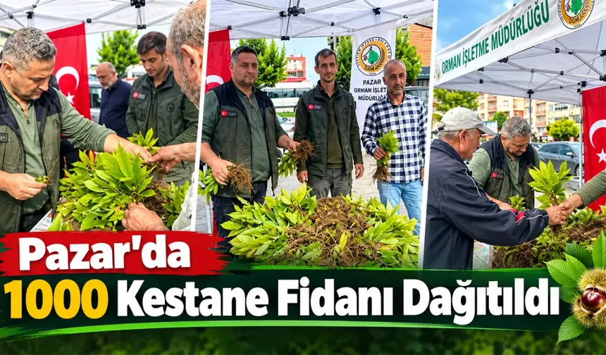 Pazar'da 1000 Kestane Fidanı Dağıtıldı