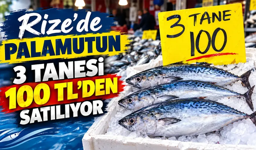 Rize’de Palamut Bolluğu: 3 Tanesi 100 TL