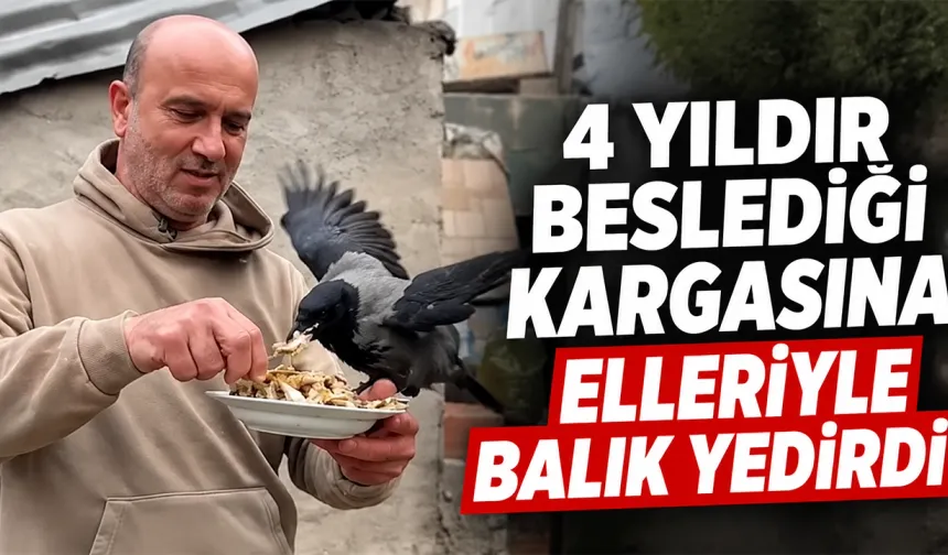 Rizeli Ömer Tek 4 yıldır beslediği kargasına elleriyle balık yedirdi