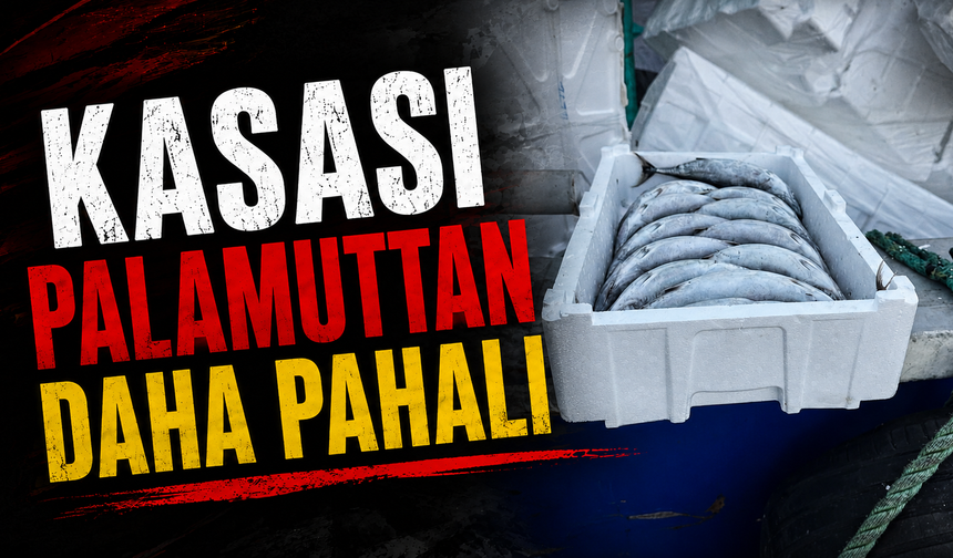 Strafor köpük kasasının fiyatı palamuttan 3 kat pahalı