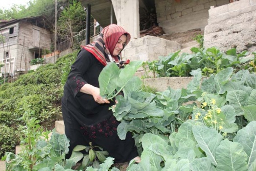 Doğu Karadeniz insanının vazgeçilmesi kara lahana iftarların da vazgeçilmezi