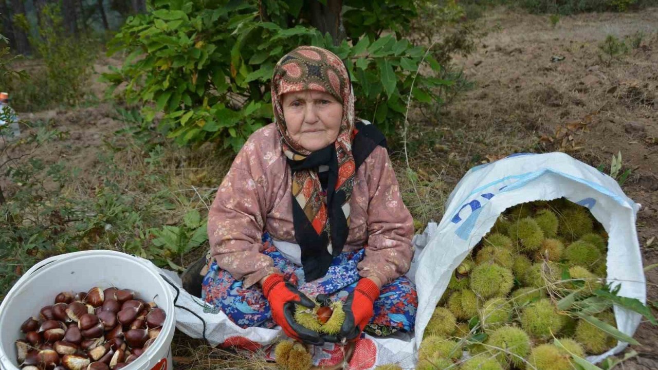 Balıkesir'de kestane hasadı başladı - Gazete Rize / Rize Haber / Son Dakika Rize Haberleri