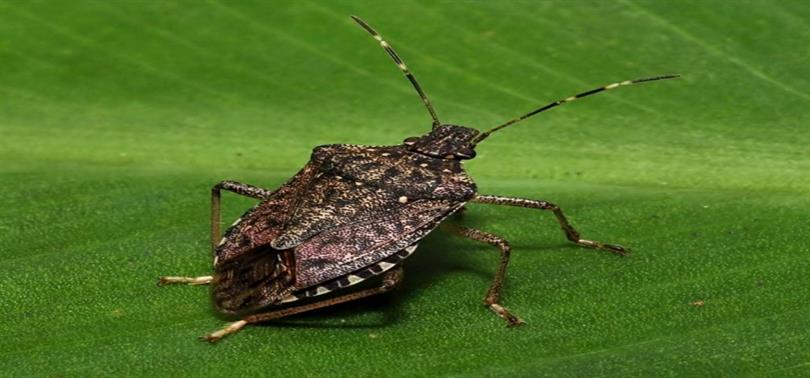 Kahverengi Kokarca-1