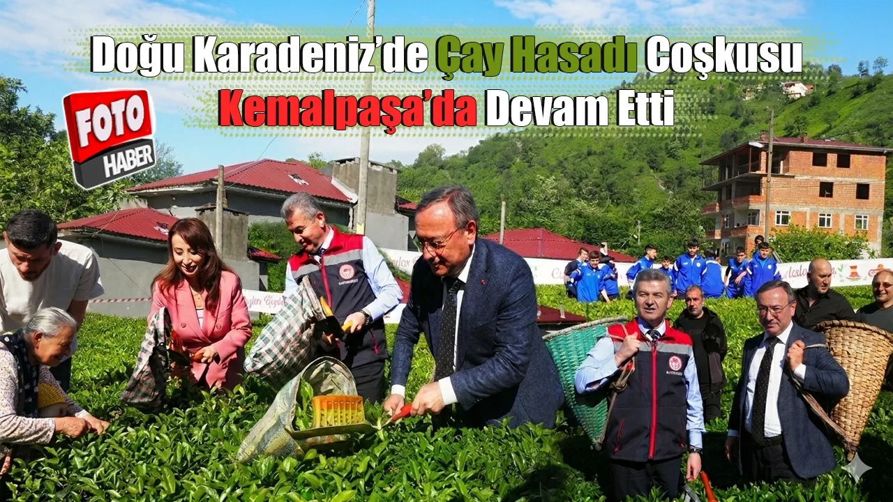 Doğu Karadeniz’de Çay Hasadı Coşkusu Kemalpaşa’da Devam Etti
