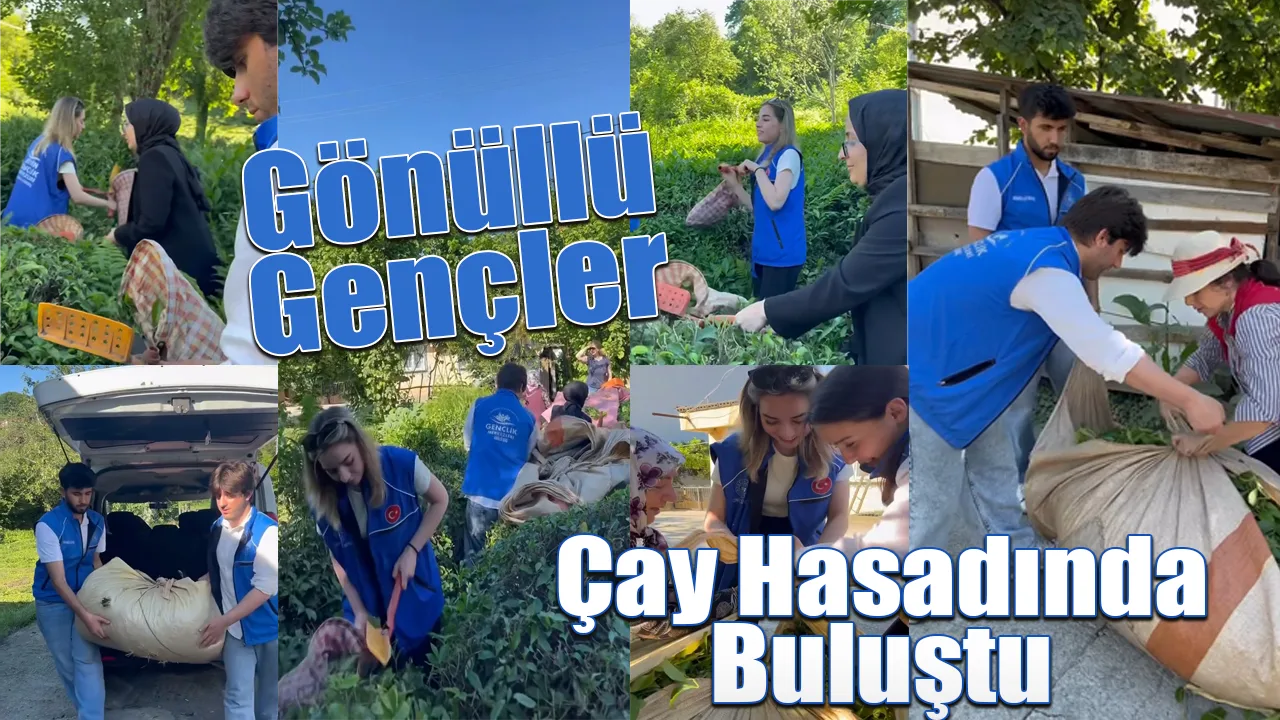 Gönüllü Gençler Çay Hasadında Buluştu