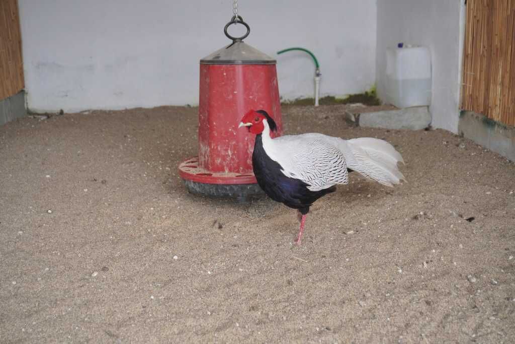 Rize Hobi Hayvanat Bahçesi 004