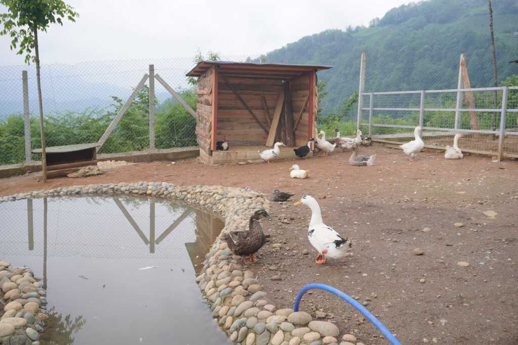 Rize Hobi Hayvanat Bahçesi 005