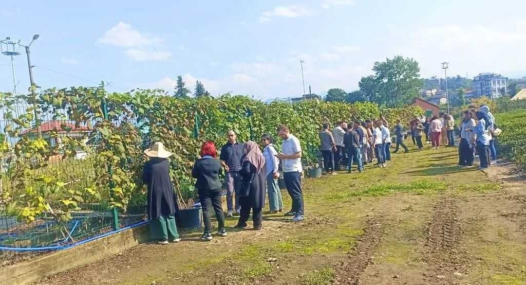 Kokulu Üzüm Hasadıi 003