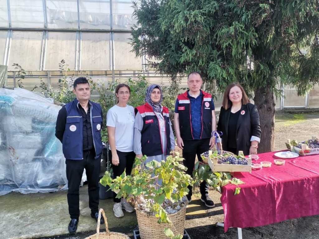 Kokulu Üzüm Hasadıi 004