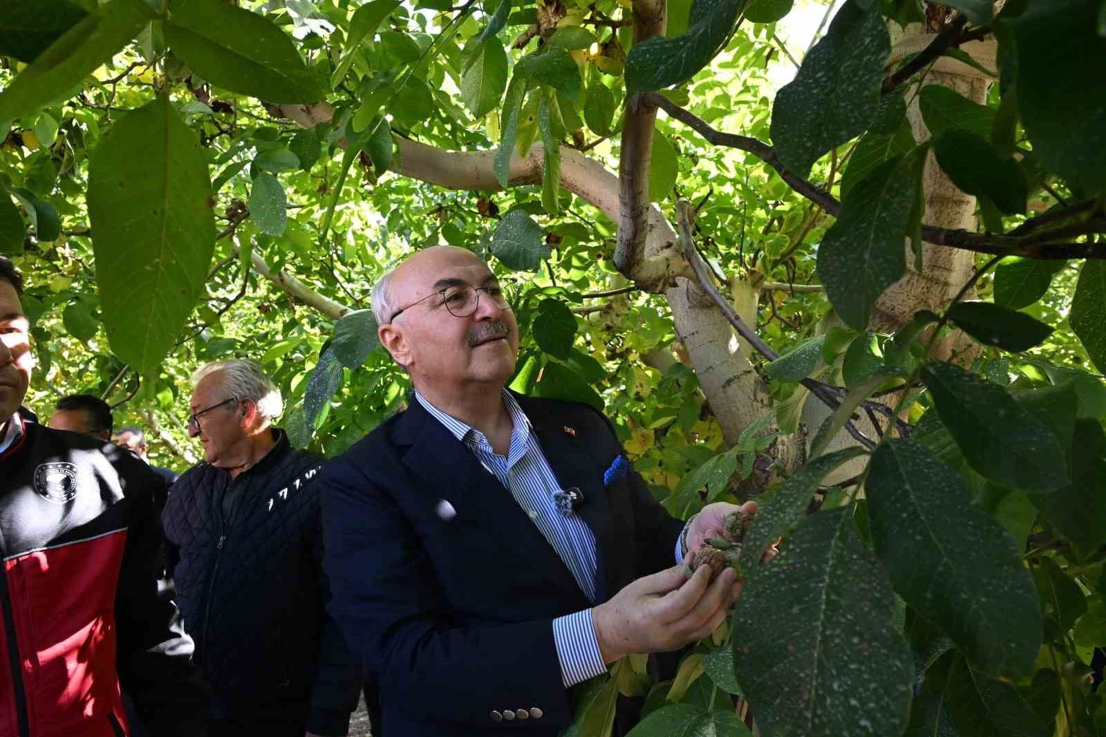Çameli ceviz üretiminde Türkiye'de ilk sırayı hedefliyor