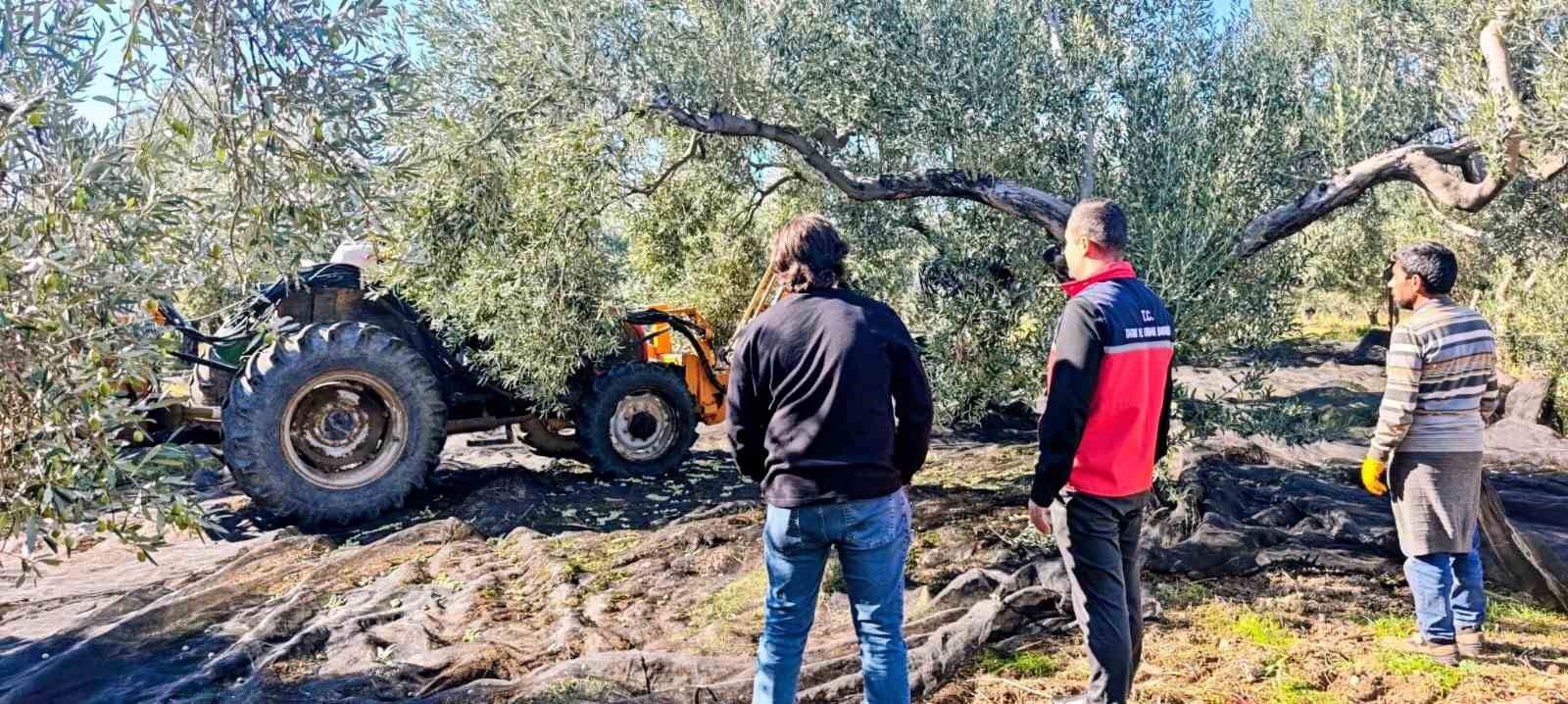 Gömeç'te zeytin hasadı devam ediyor