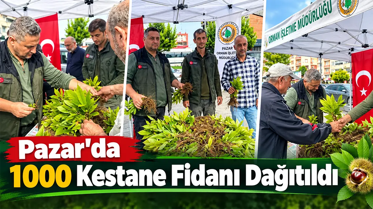 Pazar'da 1000 Kestane Fidanı Dağıtıldı