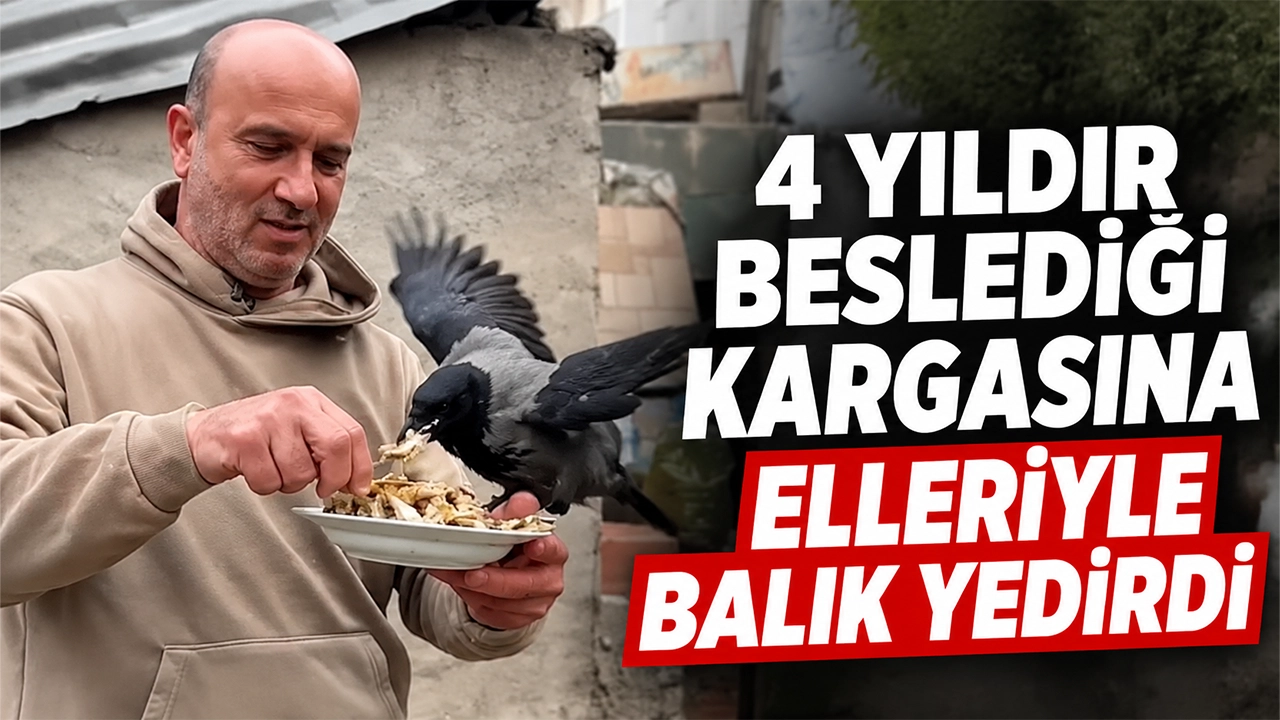 Rizeli Ömer Tek 4 yıldır beslediği kargasına elleriyle balık yedirdi